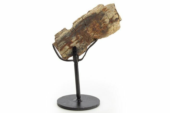 Fossil Hadrosaur Rib Section w/ Metal Stand - South Dakota #331129